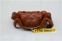 藏品(中型東方蟹)的圖片